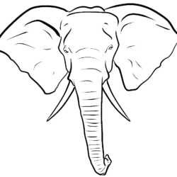 Elephant Head Drawing Art