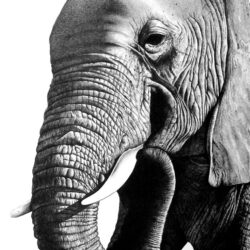 Elephant Head Drawing Artistic Sketching