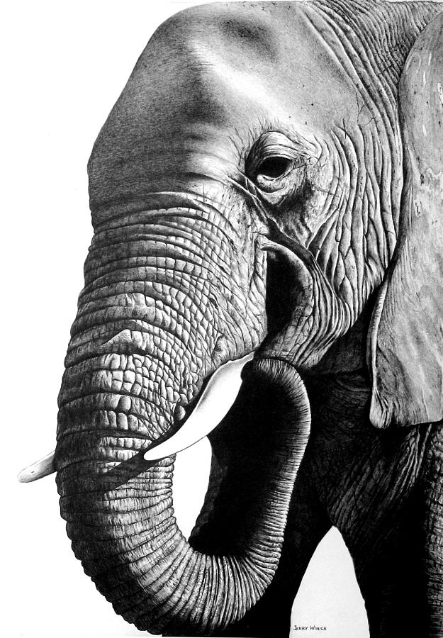 Elephant Head Drawing Artistic Sketching