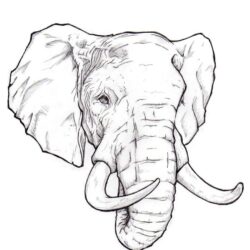 Elephant Head Drawing Beautiful Artwork