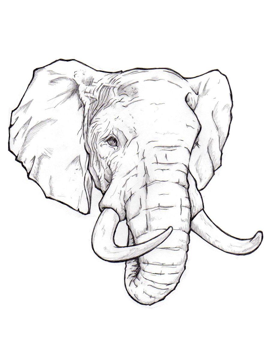 Elephant Head Drawing Beautiful Artwork