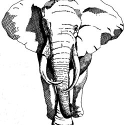 Elephant Head Drawing Creative Style