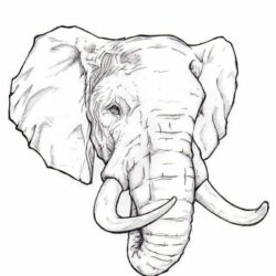 Elephant Head Drawing Fine Art