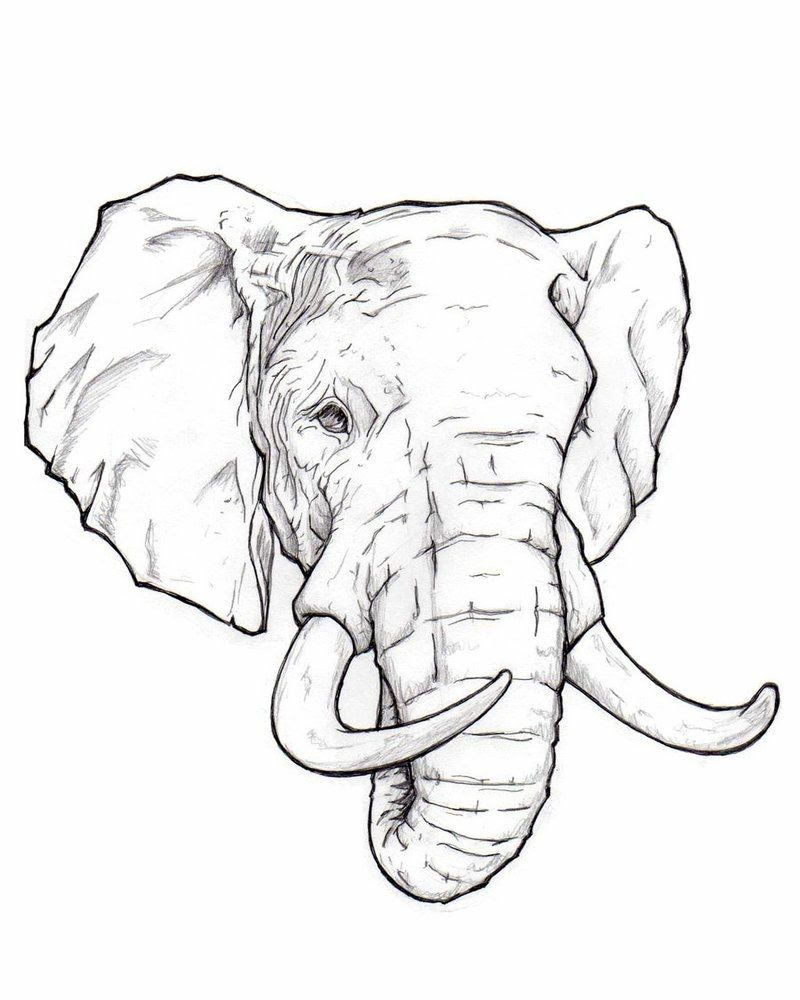 Elephant Head Drawing Fine Art