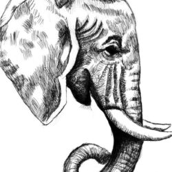 Elephant Head Drawing Hand Drawn