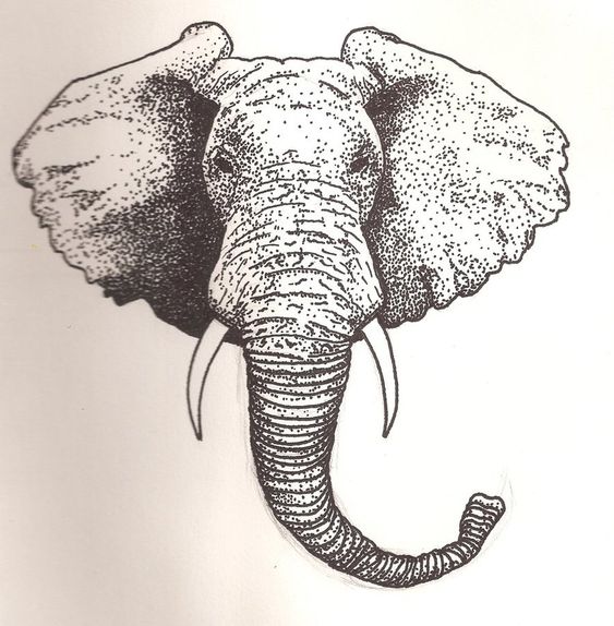Elephant Head Drawing Hand Drawn Sketch