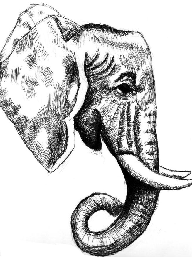 Elephant Head Drawing Hand Drawn