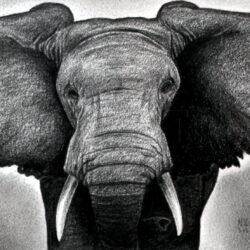 Elephant Head Drawing Image