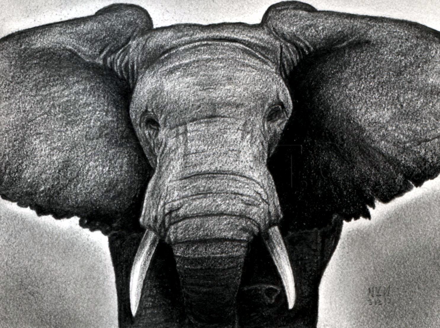Elephant Head Drawing Image