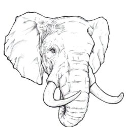 Elephant Head Drawing Modern Sketch