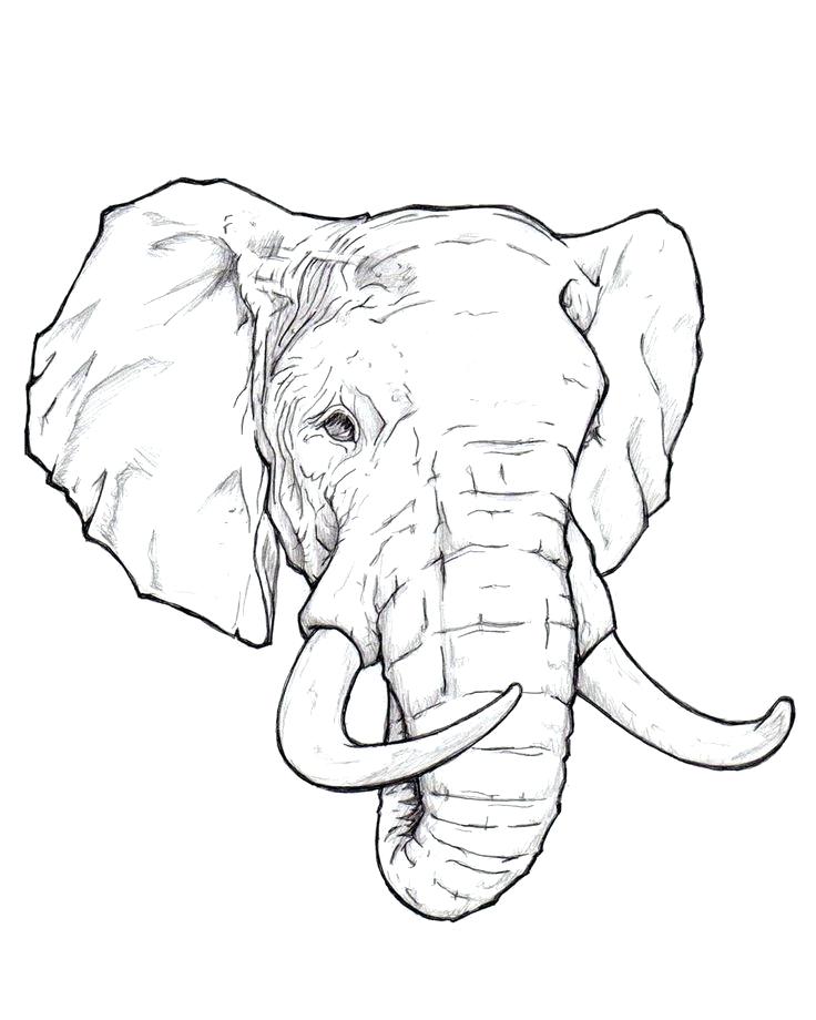 Elephant Head Drawing Modern Sketch