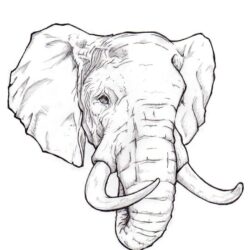 Elephant Head Drawing Picture