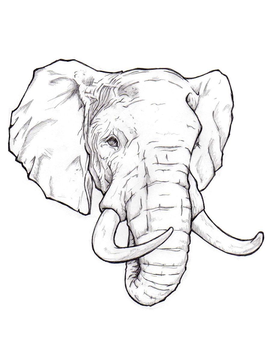 Elephant Head Drawing Picture