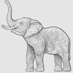 Elephant Head Drawing Professional Artwork