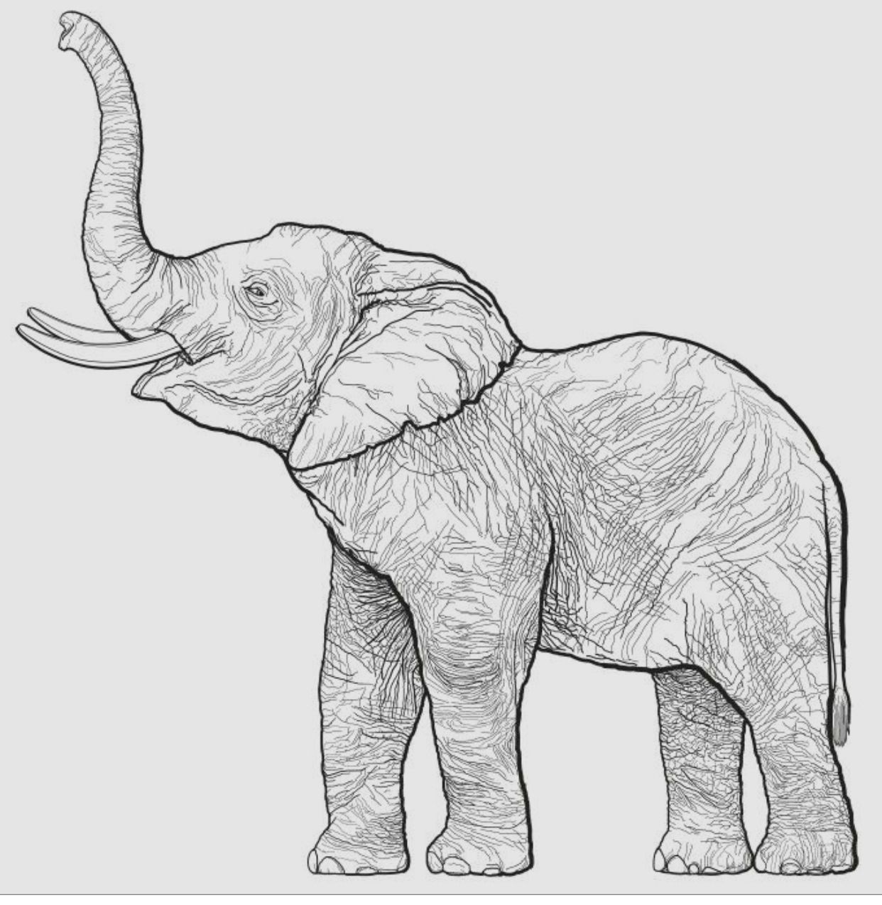 Elephant Head Drawing Professional Artwork