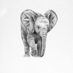 Elephant Head Drawing Sketch