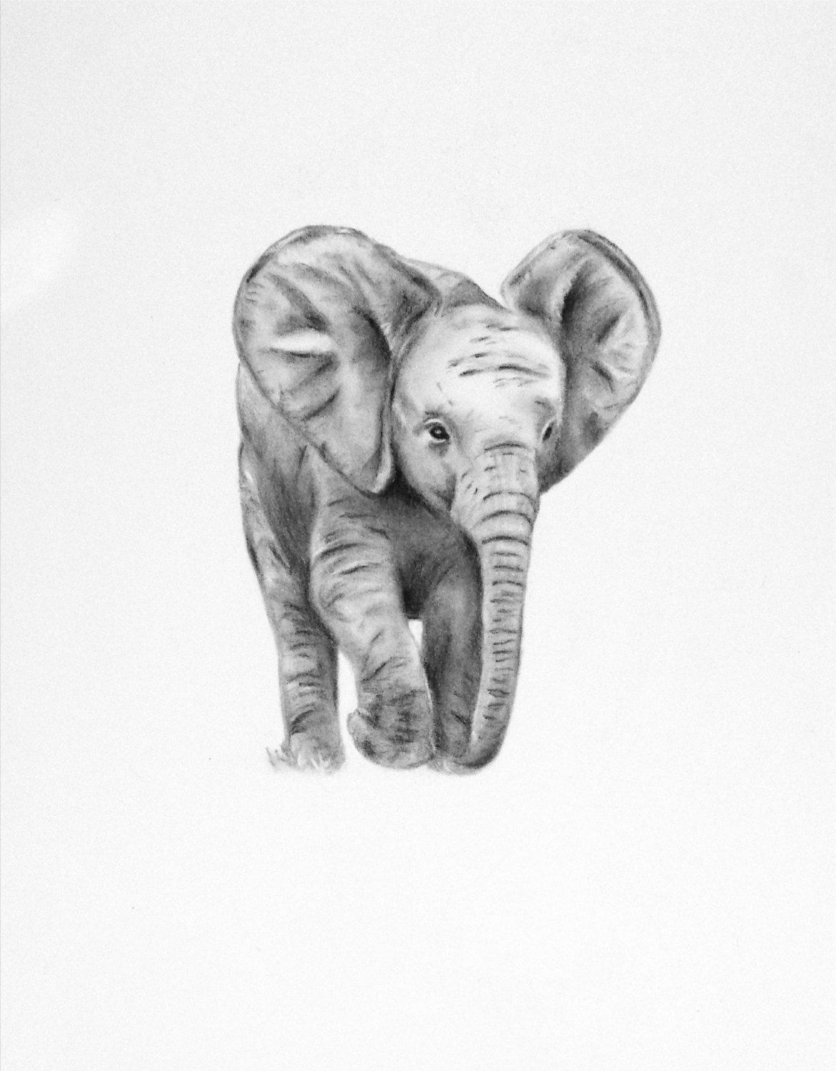 Elephant Head Drawing Sketch