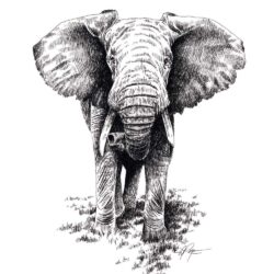 Elephant Head Drawing Stunning Sketch