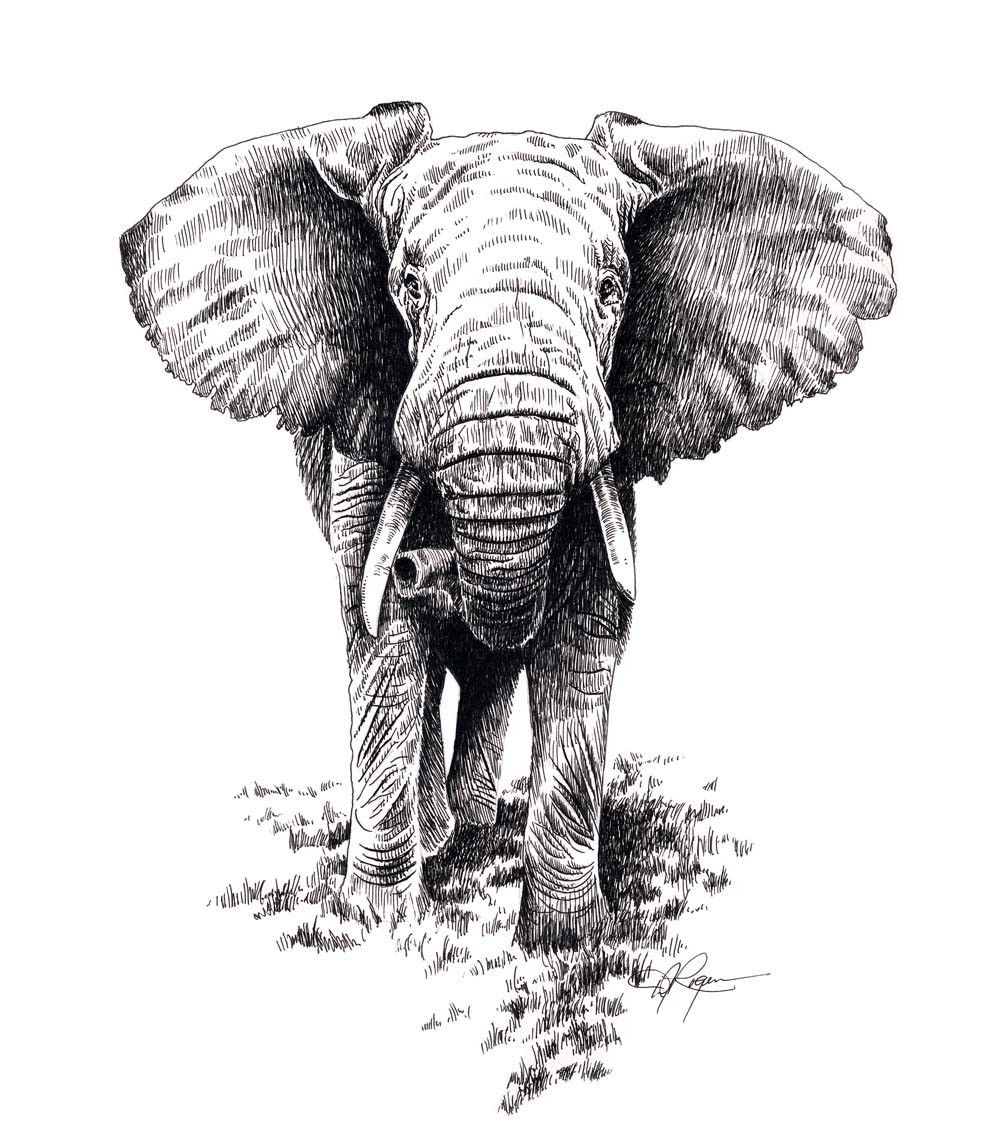 Elephant Head Drawing Stunning Sketch