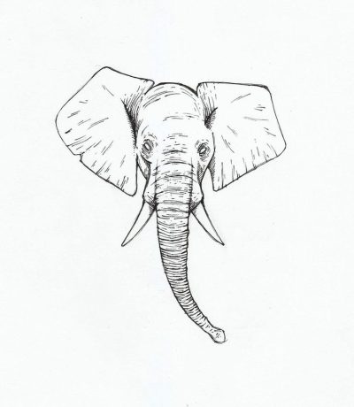 Elephant Head, Majestic, Iconic, Trunk, Safari, Wildlife Drawing