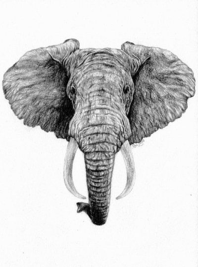 Elephant Head, Majestic Trunk, Nature’s Giant, Wisdom Symbol, Endangered Species Drawing