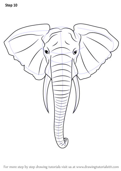 Elephant Head, Majestic, Iconic, Trunk, Safari, Wildlife Drawing