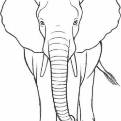 Elephant Simple Drawing Fine Art