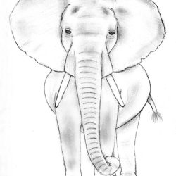 Elephant Simple Drawing Intricate Artwork