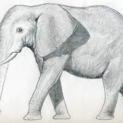 Elephant Simple Drawing Realistic Sketch