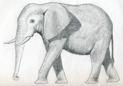 Elephant Simple, Clear Understanding, Basic Principles, Fundamental Ideas, Easy Concepts Drawing