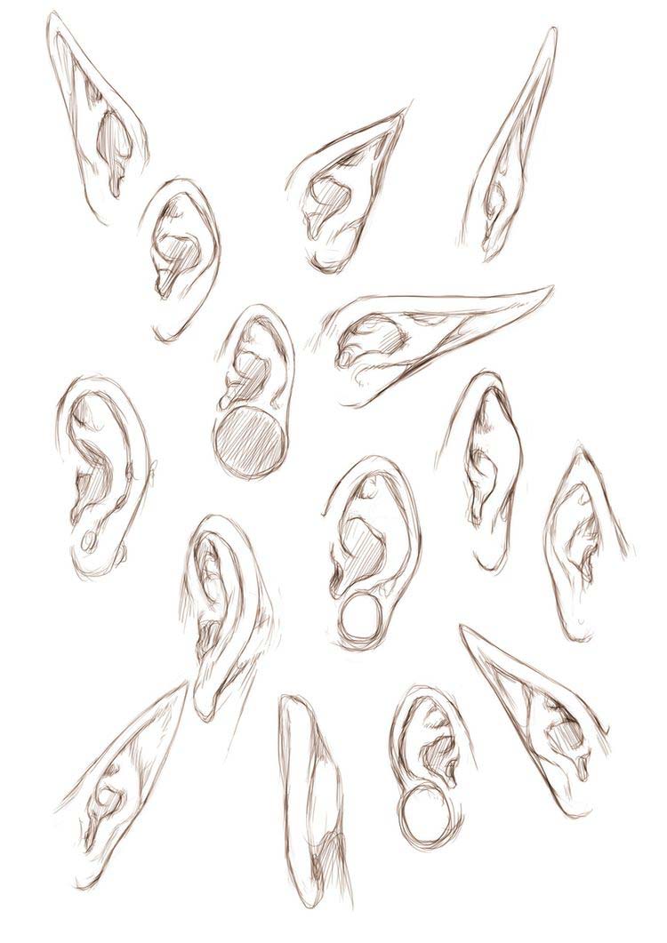 Elf Ear Drawing