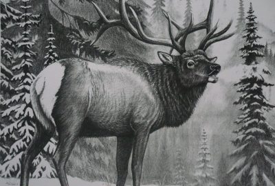 Elk, Antlers, Majestic, Grazing, Wilderness Drawing