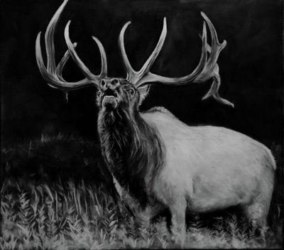 Antler, Growth, Resilience, Nature, Adaptation Drawing