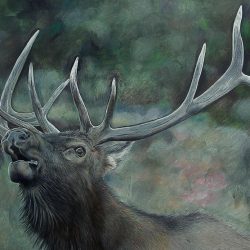 Elk Drawing