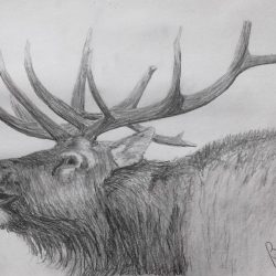 Elk Drawing Amazing Sketch