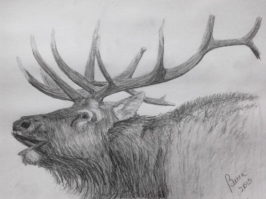 Elk Drawing Amazing Sketch