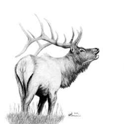 Elk Drawing Art