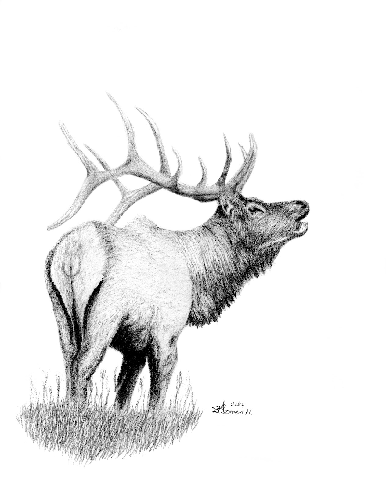 Elk Drawing Art