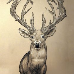 Elk Drawing Artistic Sketching