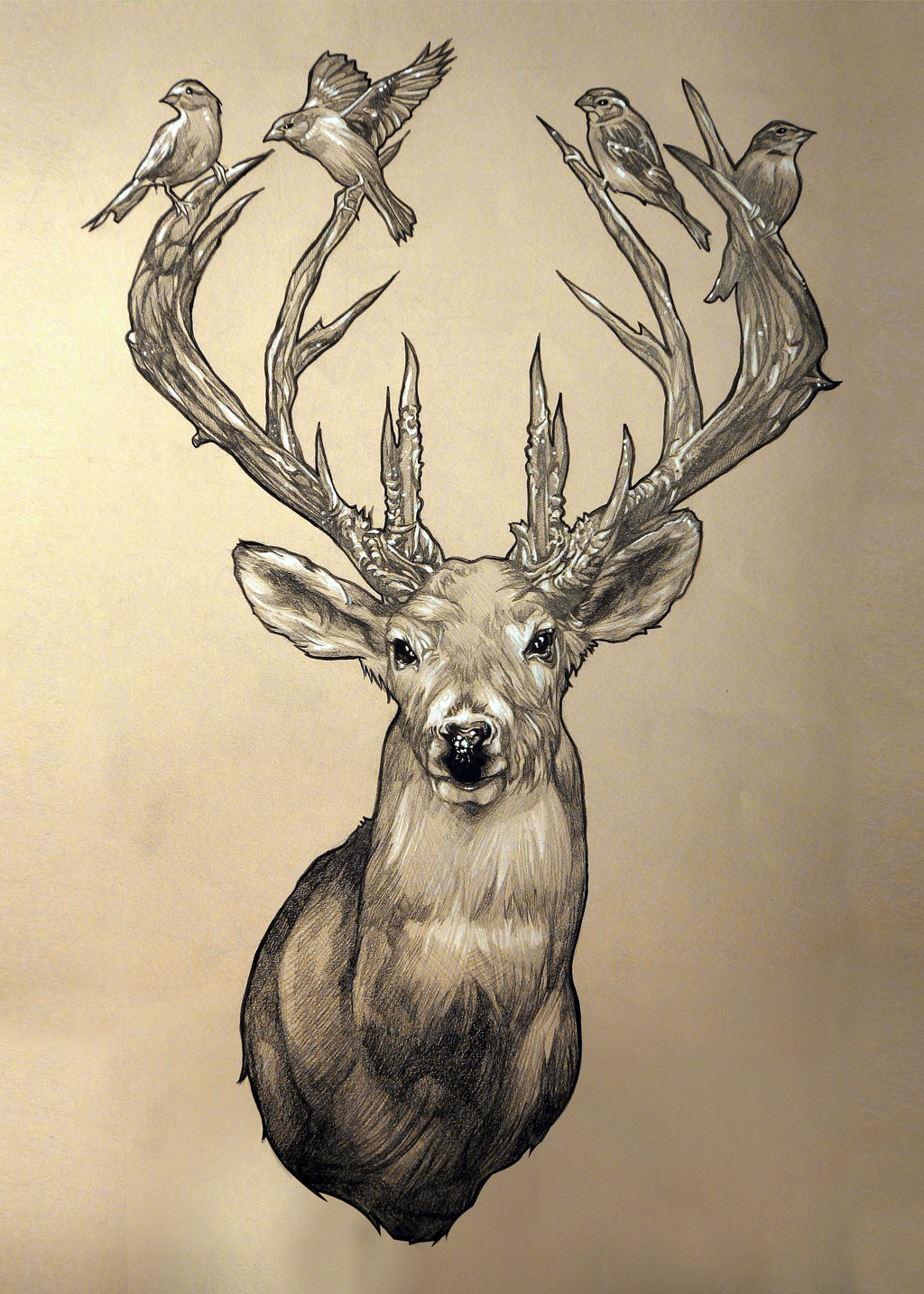 Elk Drawing Artistic Sketching