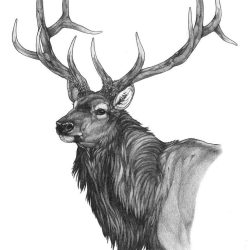 Elk Drawing Creative Style