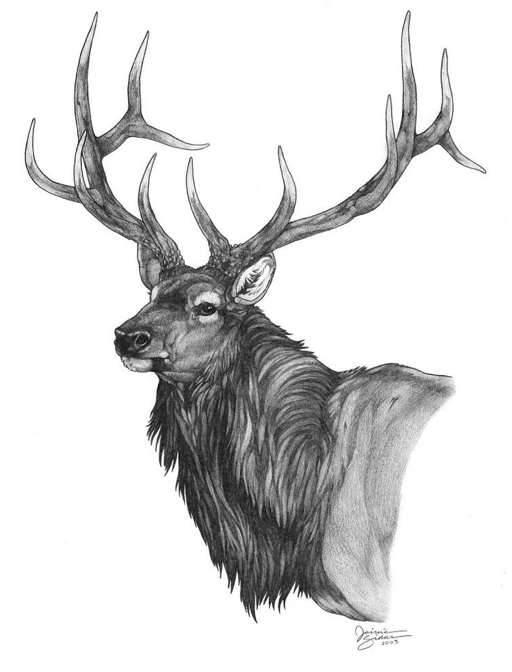 Elk Drawing Creative Style