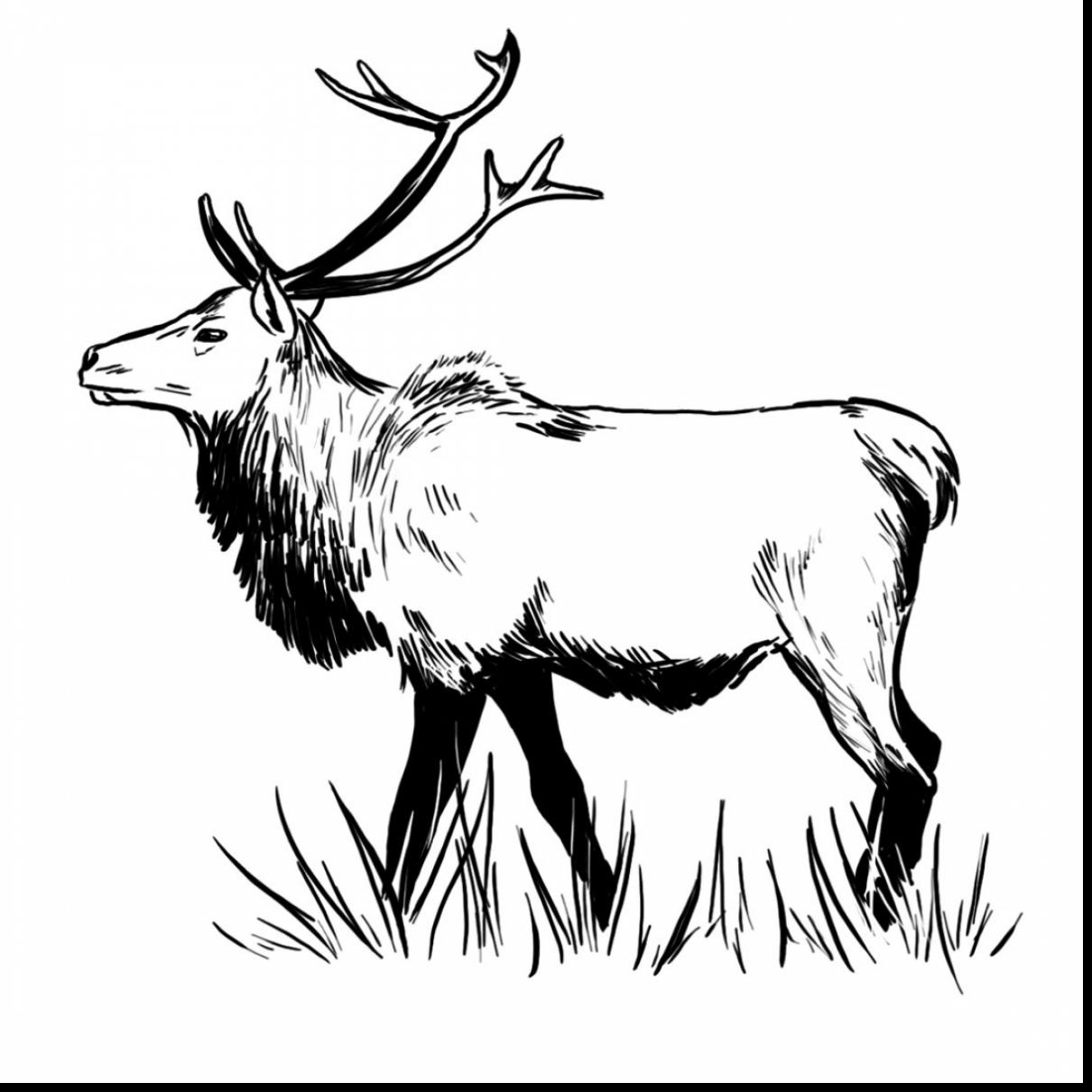 Elk Drawing Detailed Sketch