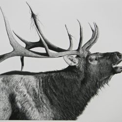 Elk Drawing Fine Art