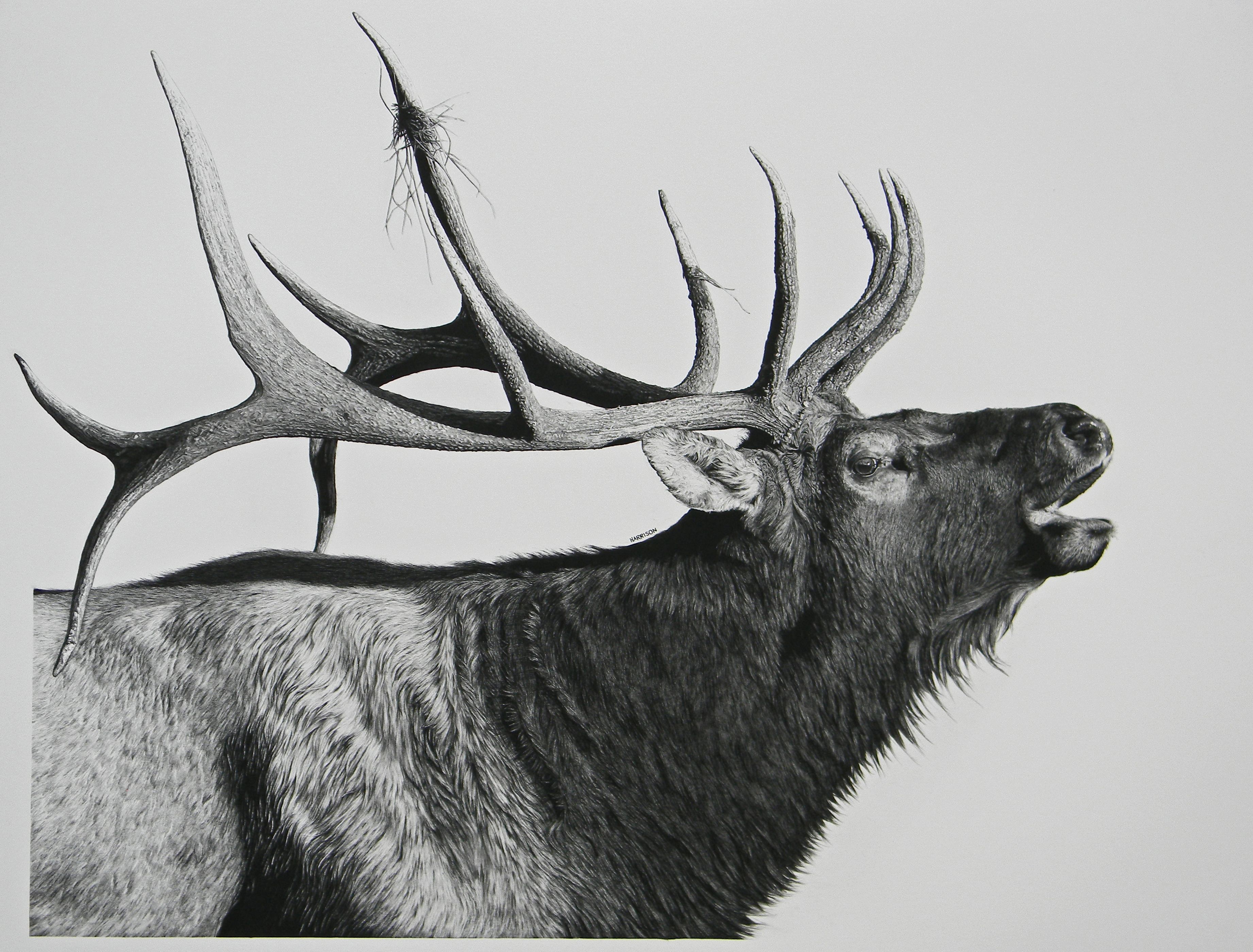 Elk Drawing Fine Art