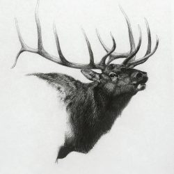 Elk Drawing Hand drawn