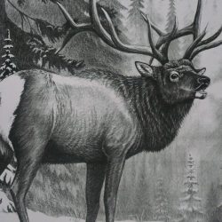 Elk Drawing Hand drawn Sketch