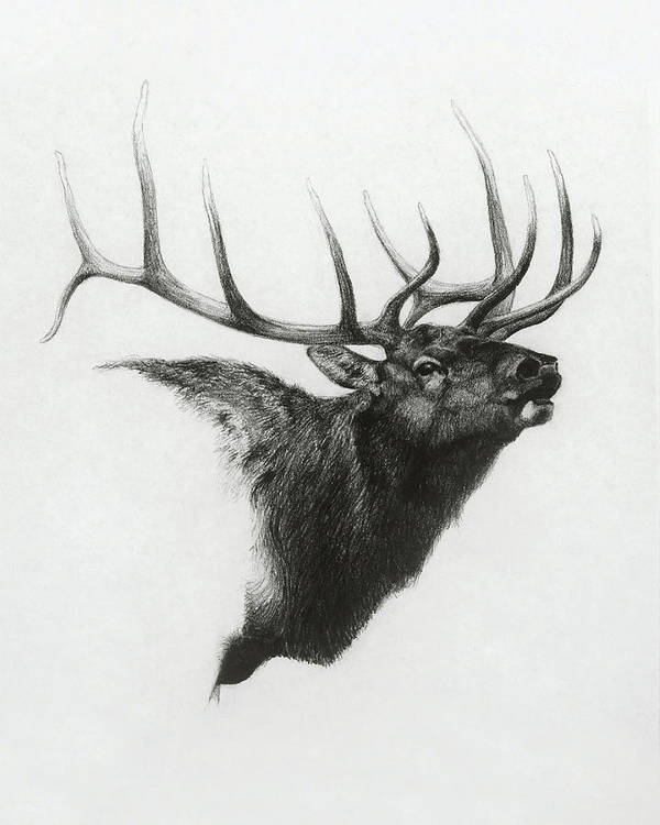 Elk Drawing Hand drawn