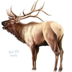 Elk Drawing Image