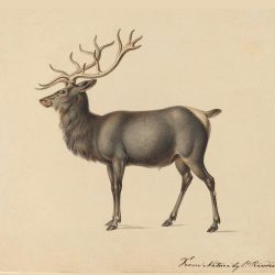 Elk Drawing Intricate Artwork